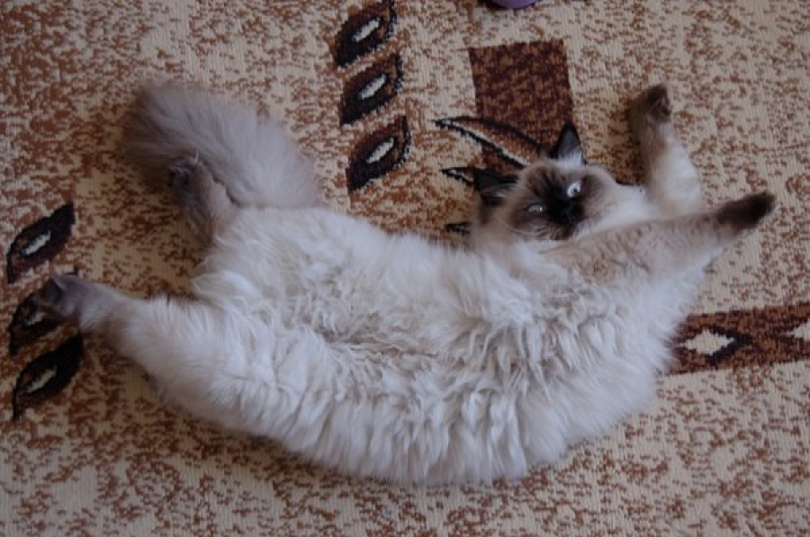 Кошка просит кота: что делать и как успокоить кошку | Hill's Pet