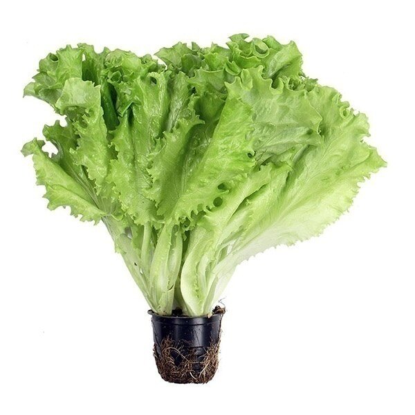 Сажать или не сажать? Вот в чем вопрос