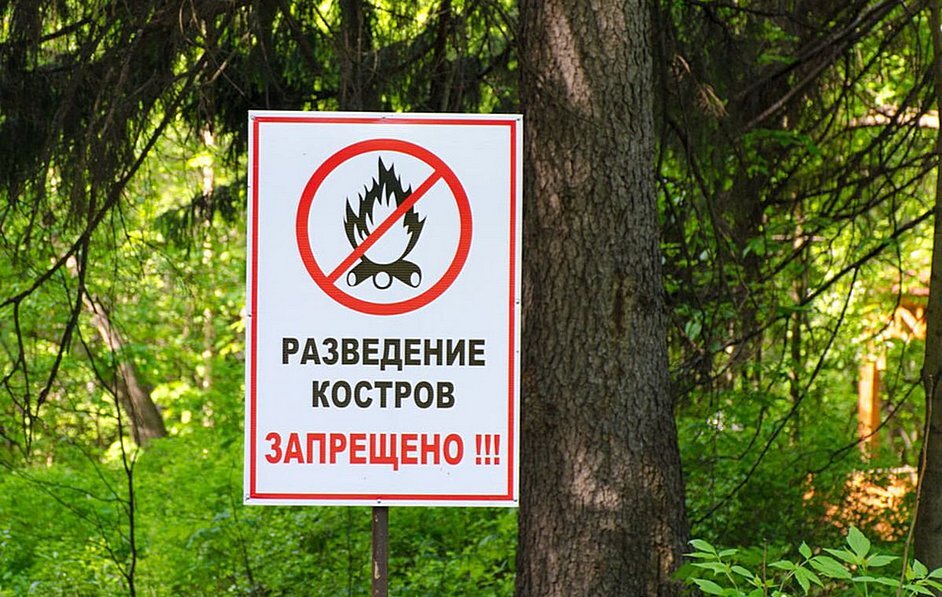 В Тверской области продлили противопожарный режим, но ягоды собирать можно