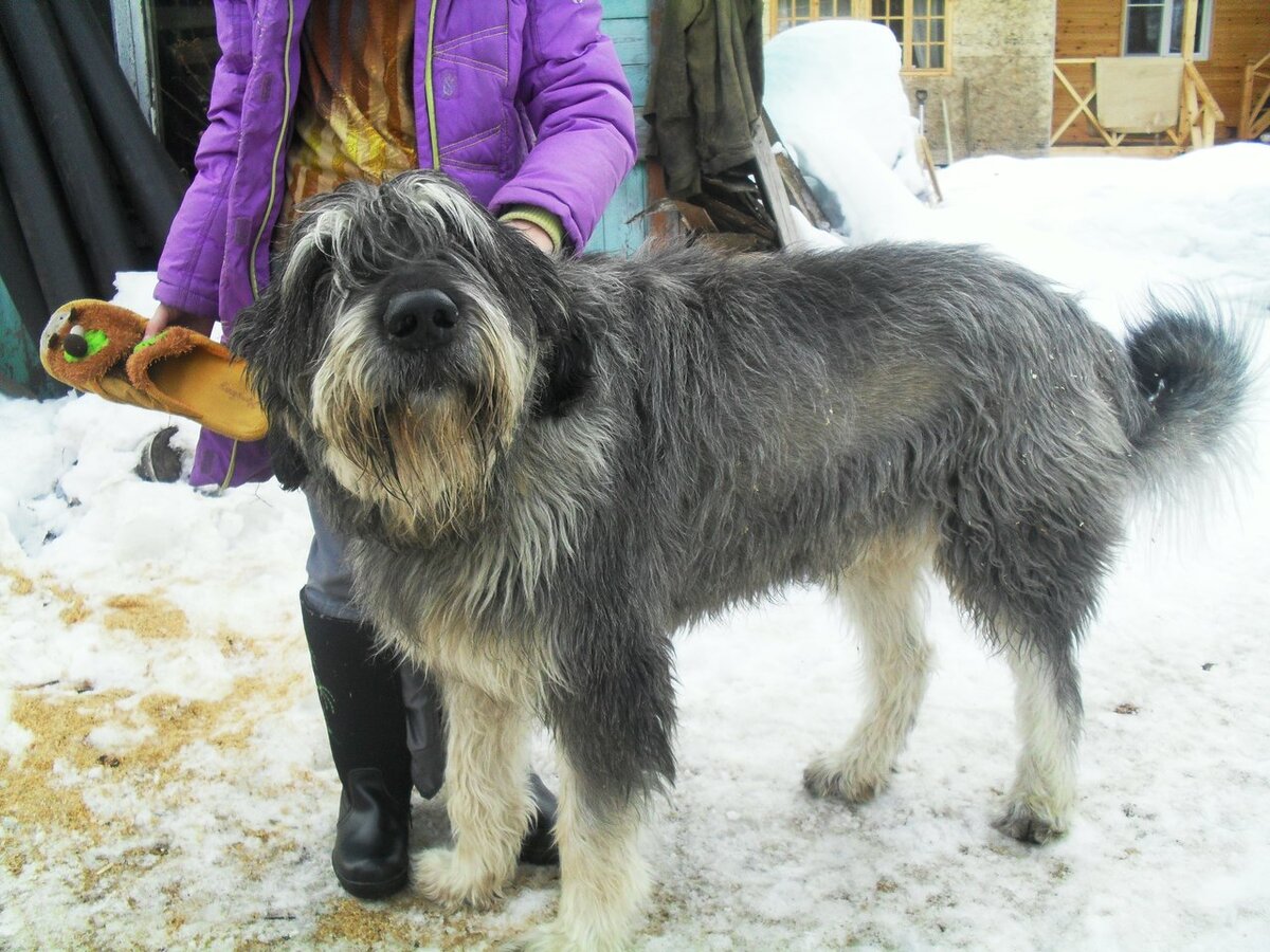 То ли медведь, то ли собака) Ну уж точно не ризеншнауцер)))