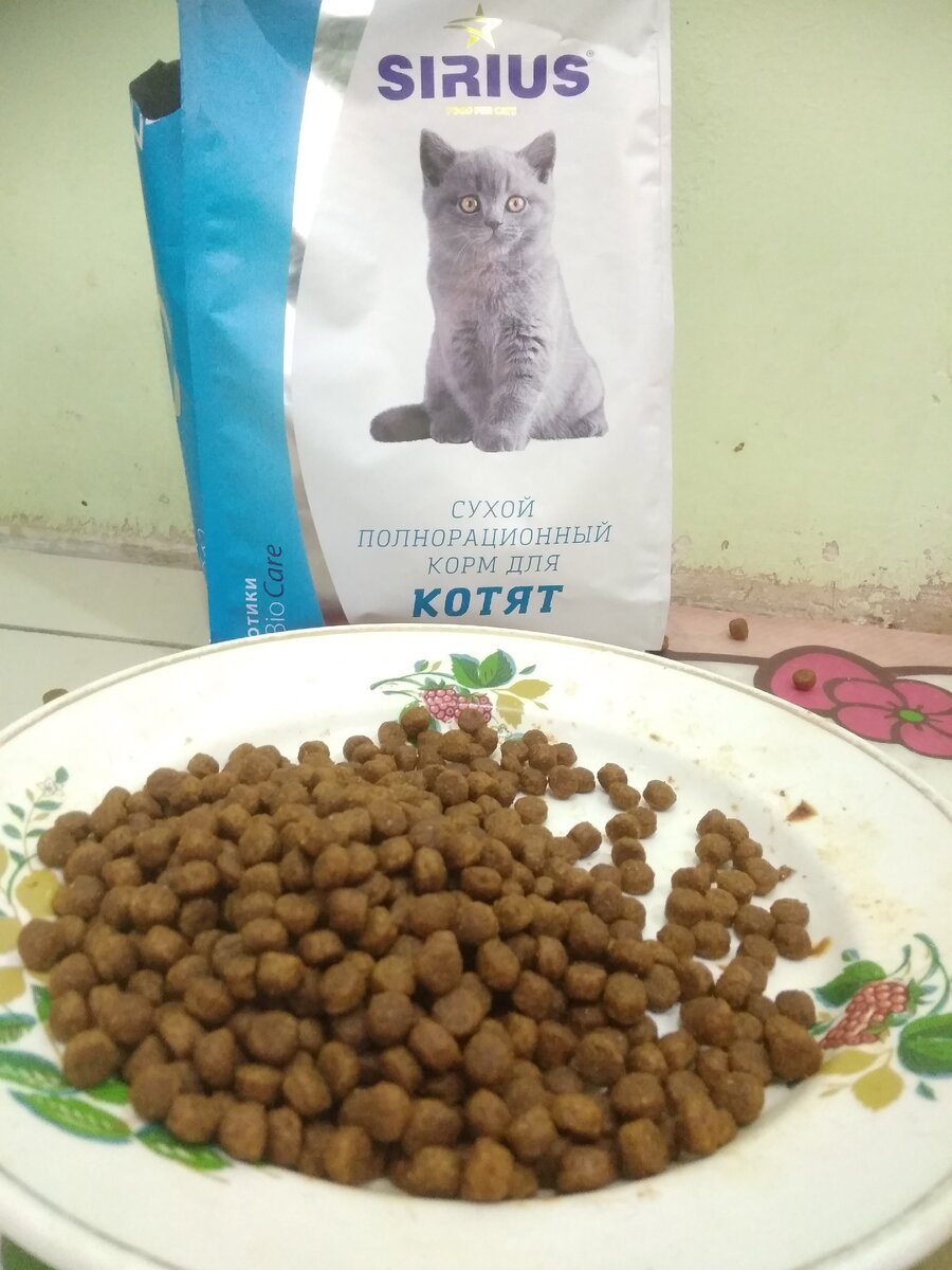 Как выглядит корм кошек
