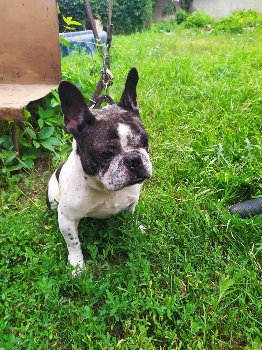 #французский бульдог 