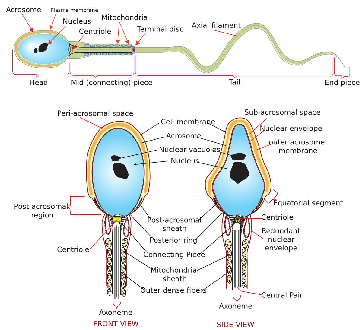 Путь сперматозоида к яйцеклетке
