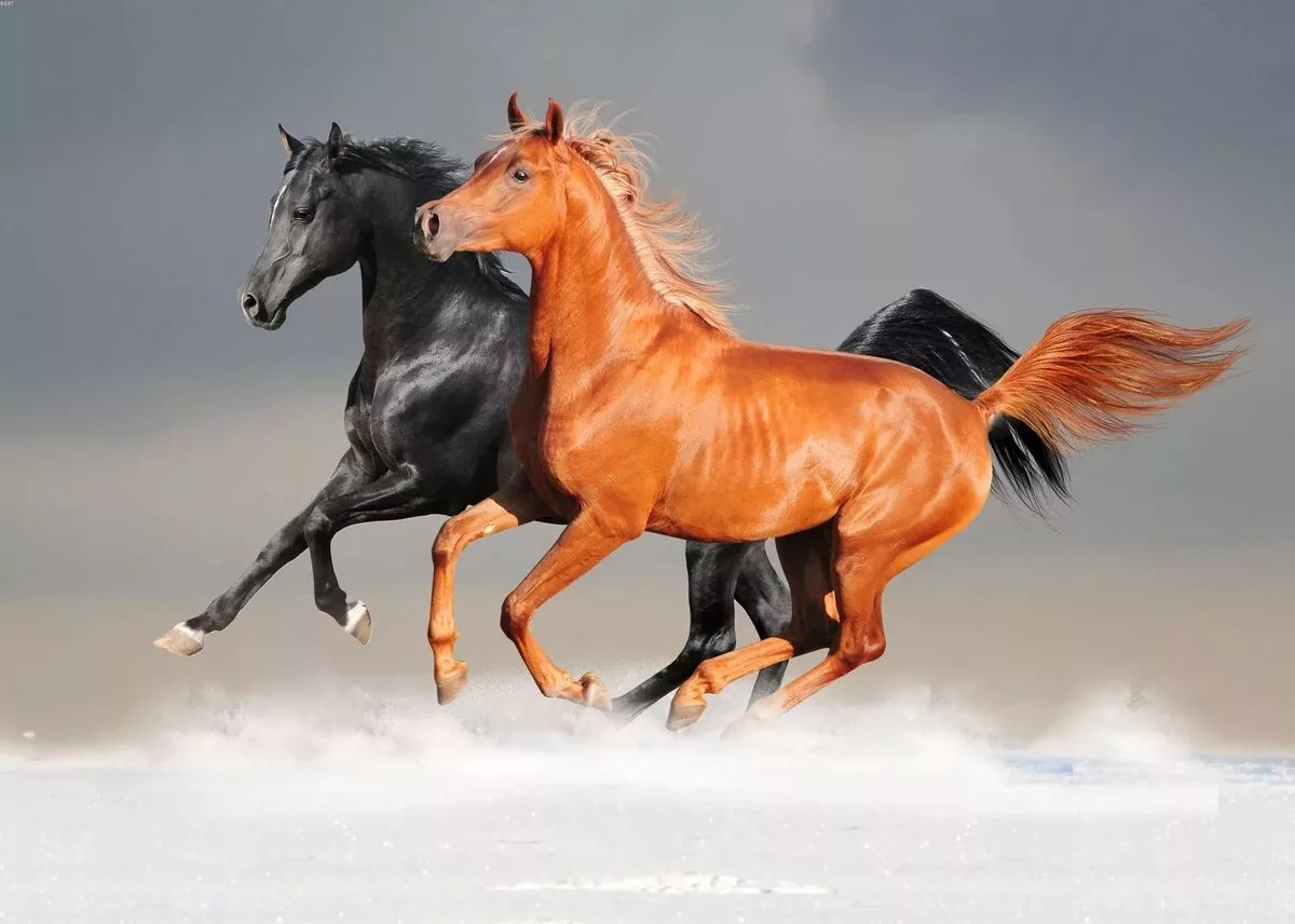 Лошади. Пара лошадей. Лошадь скачет. Две лошади. Рыже черная лошадь