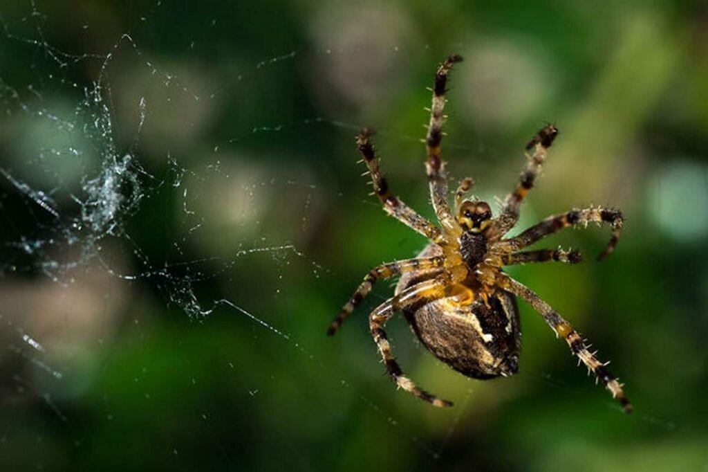 В паутине, можно сказать, зарождается новая паучья жизнь.