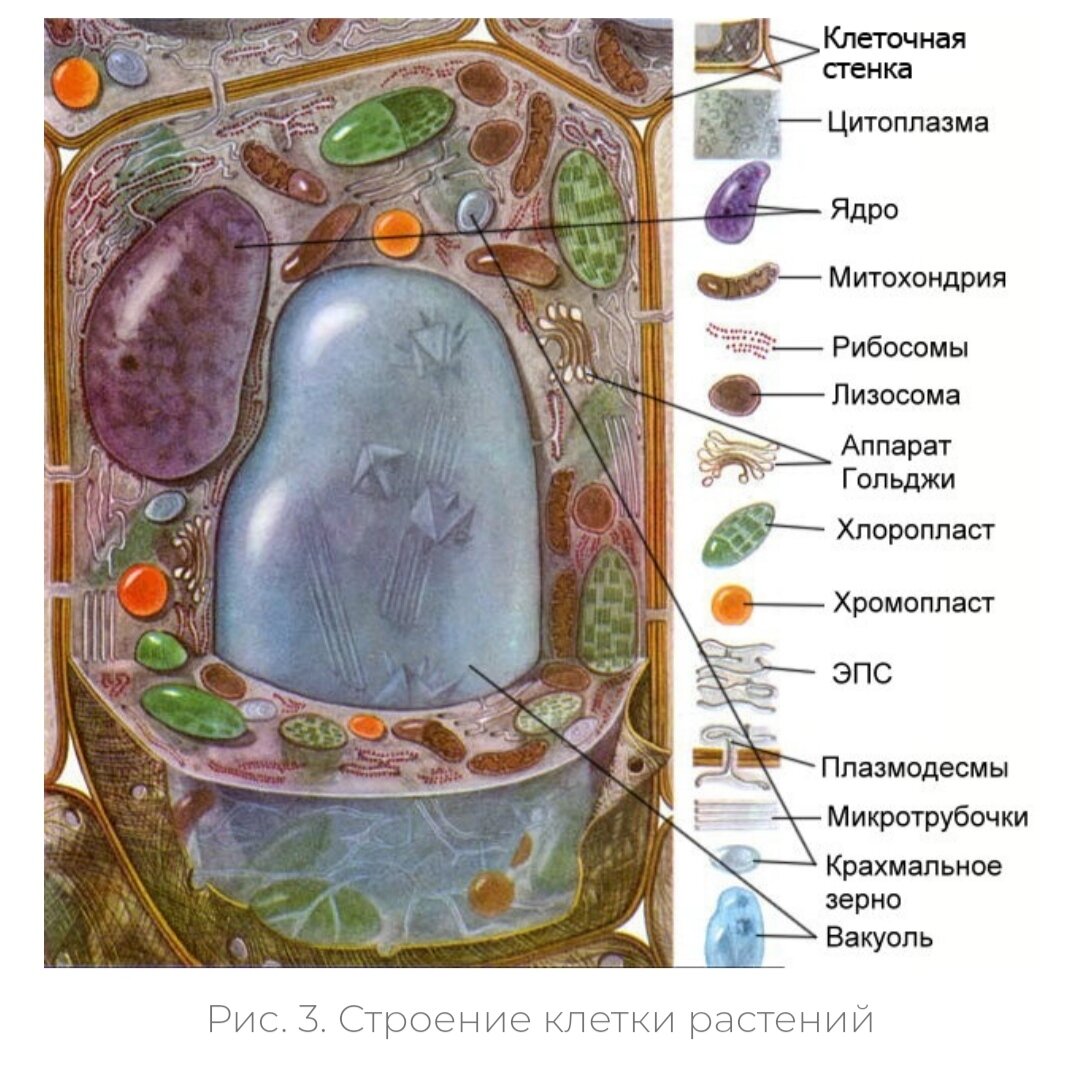 раст клетка под микроскопом фото 71