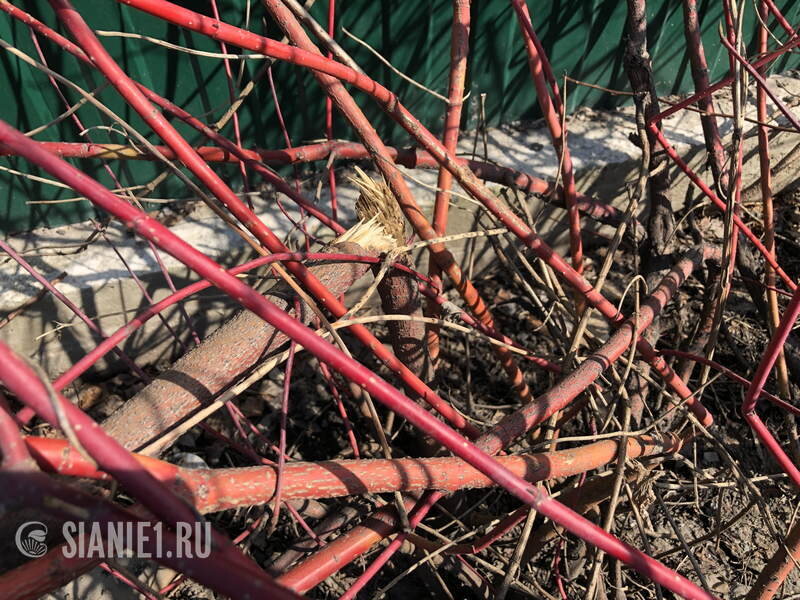 у пузыреплодника за зиму поломало ветки снегом