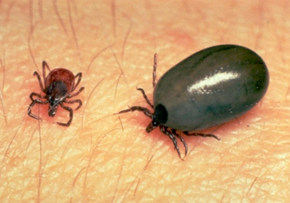 Голодный клещ и паразит, напившийся крови