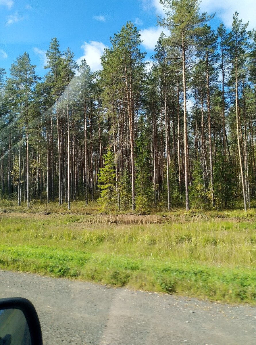 Где-то на границе Ленинградской и Вологодской областей