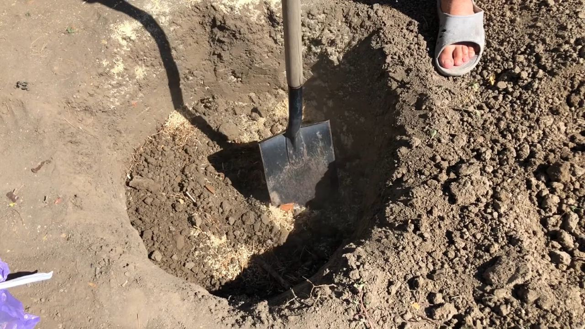 Посадка голубики весной в открытый грунт садовой. Посадочная яма для голубики садовой. Яма для посадки голубики. Дренаж в посадочной яме для голубики. Глубина ямы для посадки голубики.