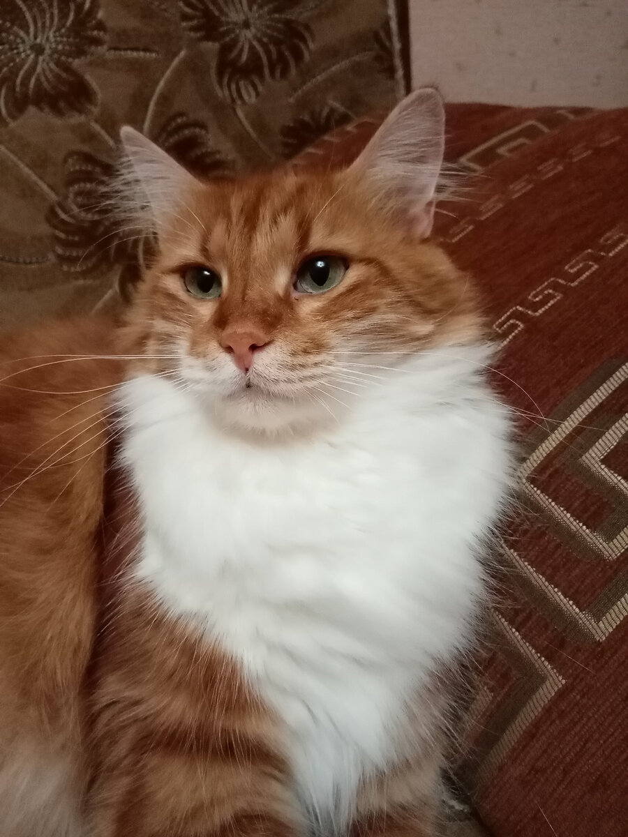 Ну можеееет когда-то, где-то рядом и пробегал Мейн-кун