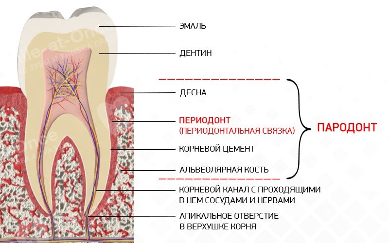 ПЕРИОдонт – это одна из составляющих ПАРОдонта. Фото: Smile-at-Once