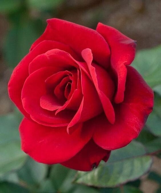 pinterest.com