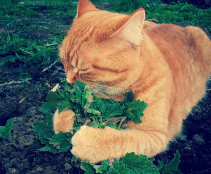 Главный помощник.