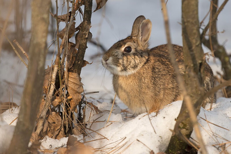 Размышляем осенью, как защитить деревья от зайцев зимой