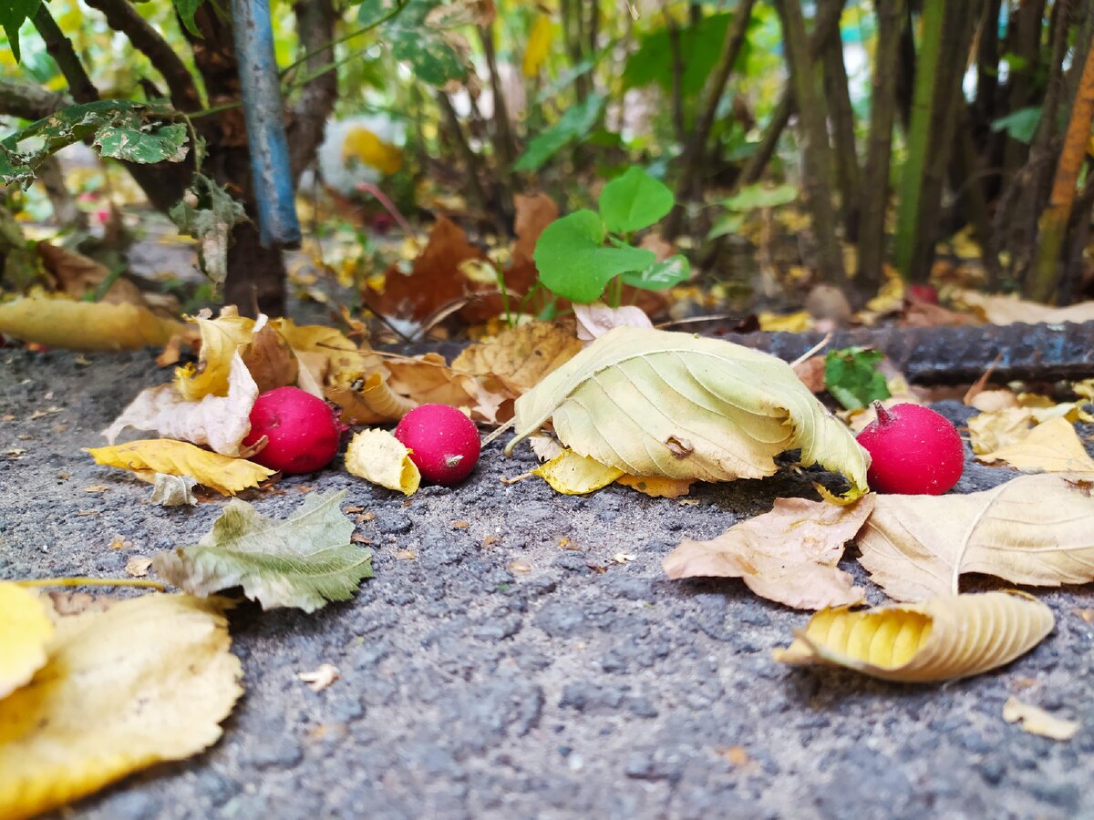 Осень. Фото автора