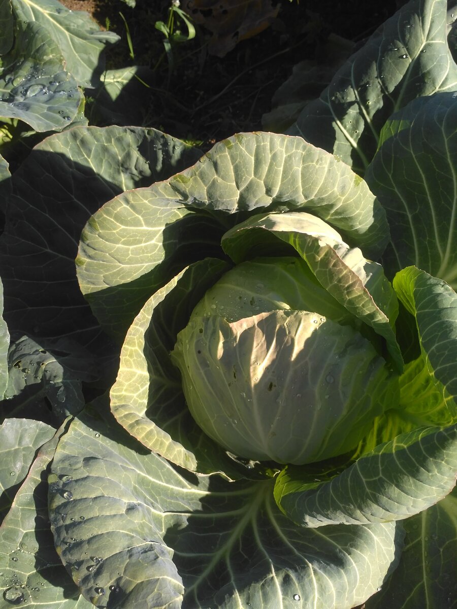 Капустные кочаны с капельками росы на листьях