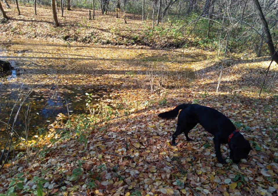 Эльза в золотой осени Урала