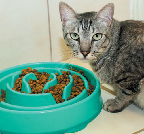 Почему кошка перестала есть сухой корм - возможные причины и действия  владельца | Лапа помощи | Дзен