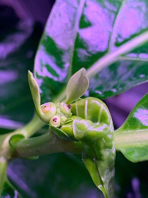 Кто-нибудь еще видит в этом глаз? Фото мое.