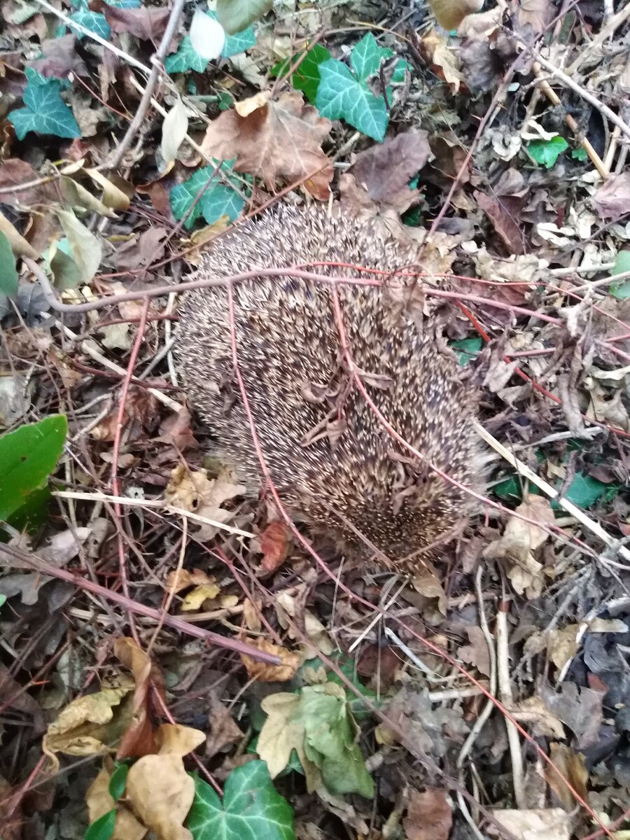 А это просто наш сосед 😊