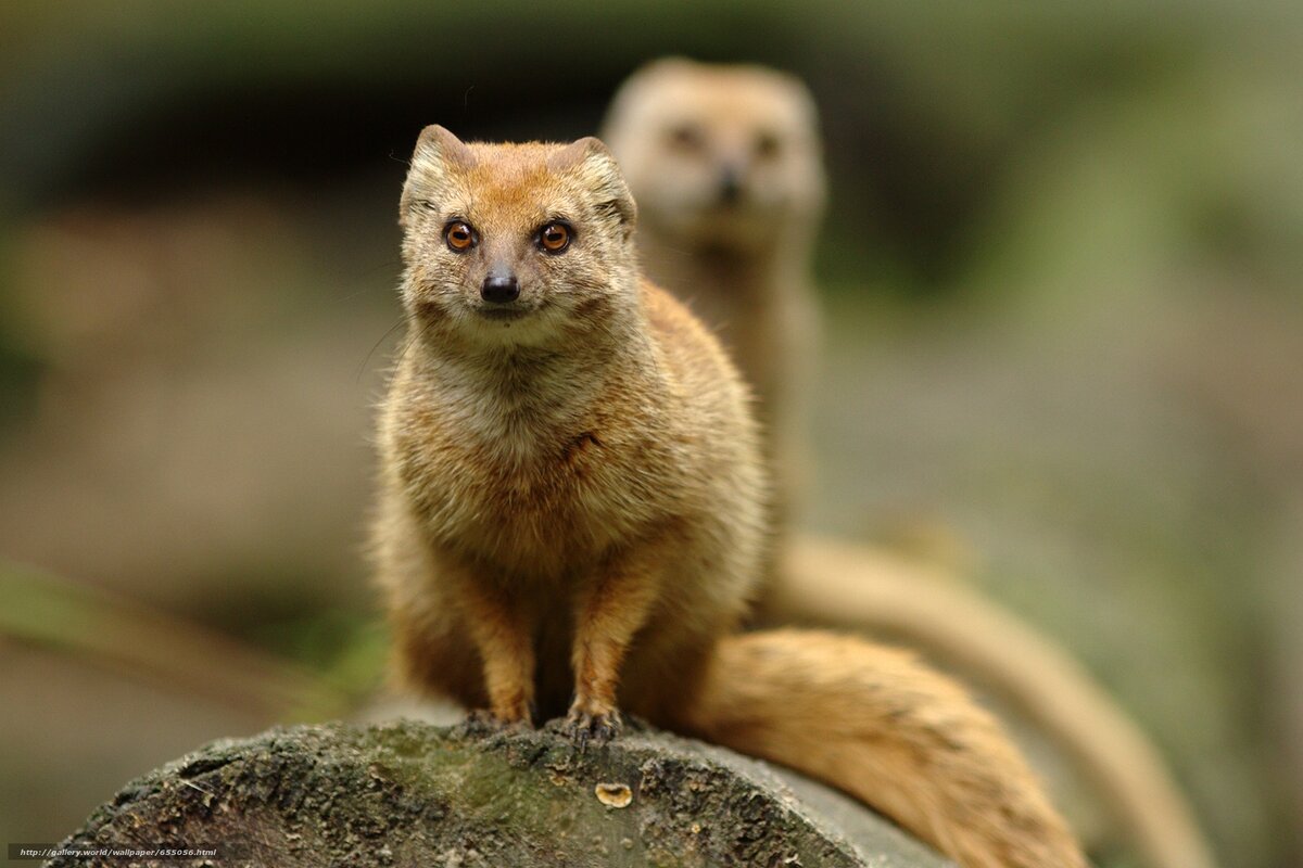 фото из открытых источников интернет