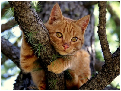                     А МИР, РЕБЯТА, ОЧЕНЬ ВЕДЬ НЕ ПРОСТ