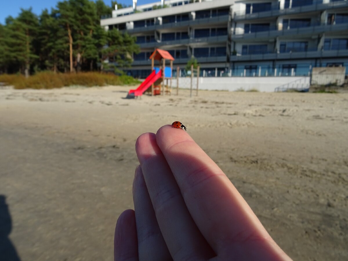 Поздняя божья коровка, которая не хотела с нами расставаться. Так я ее и носила на руке минут сорок