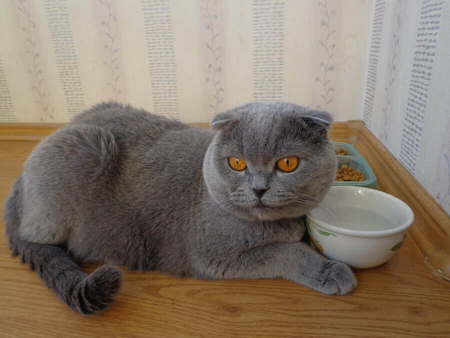 Источник: https://www.pinterest.ru/