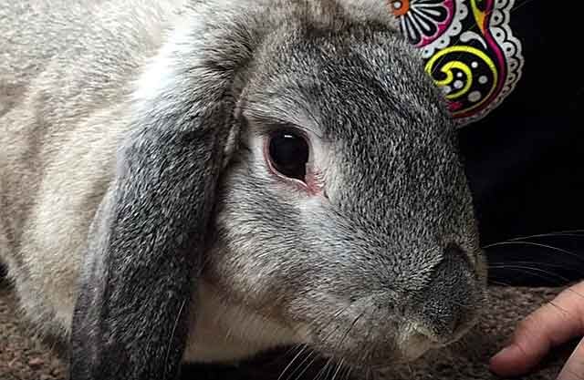 Наиболее распространенные заразные болезни кроликов и их лечение — zelgrumer.ru