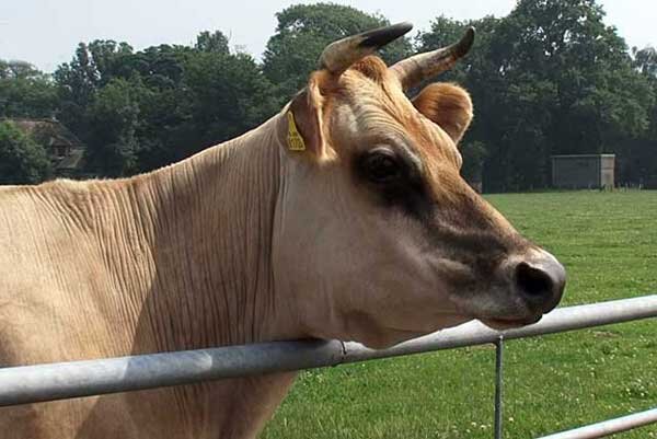 Молоко, которое выдает джерсейская порода коров, по жирности в среднем достигает 7%. Животные могут содержаться беспривязным или стойловым способом.