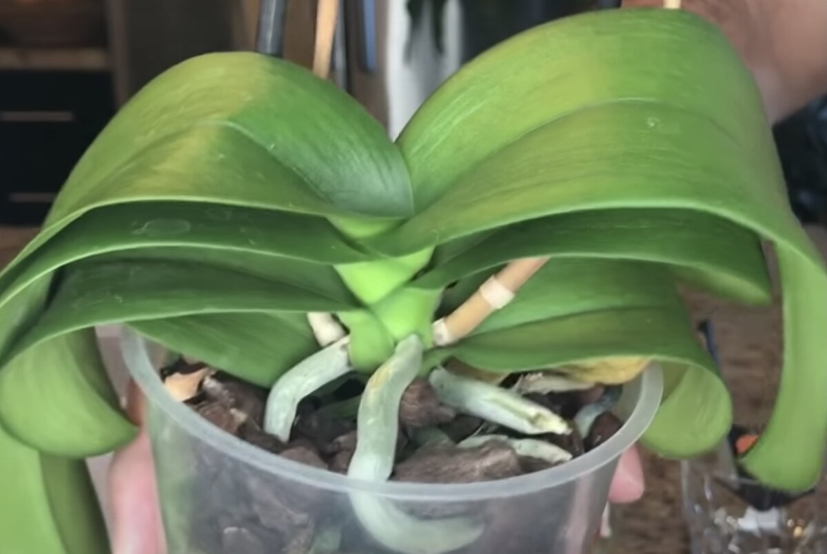 Сухие листья