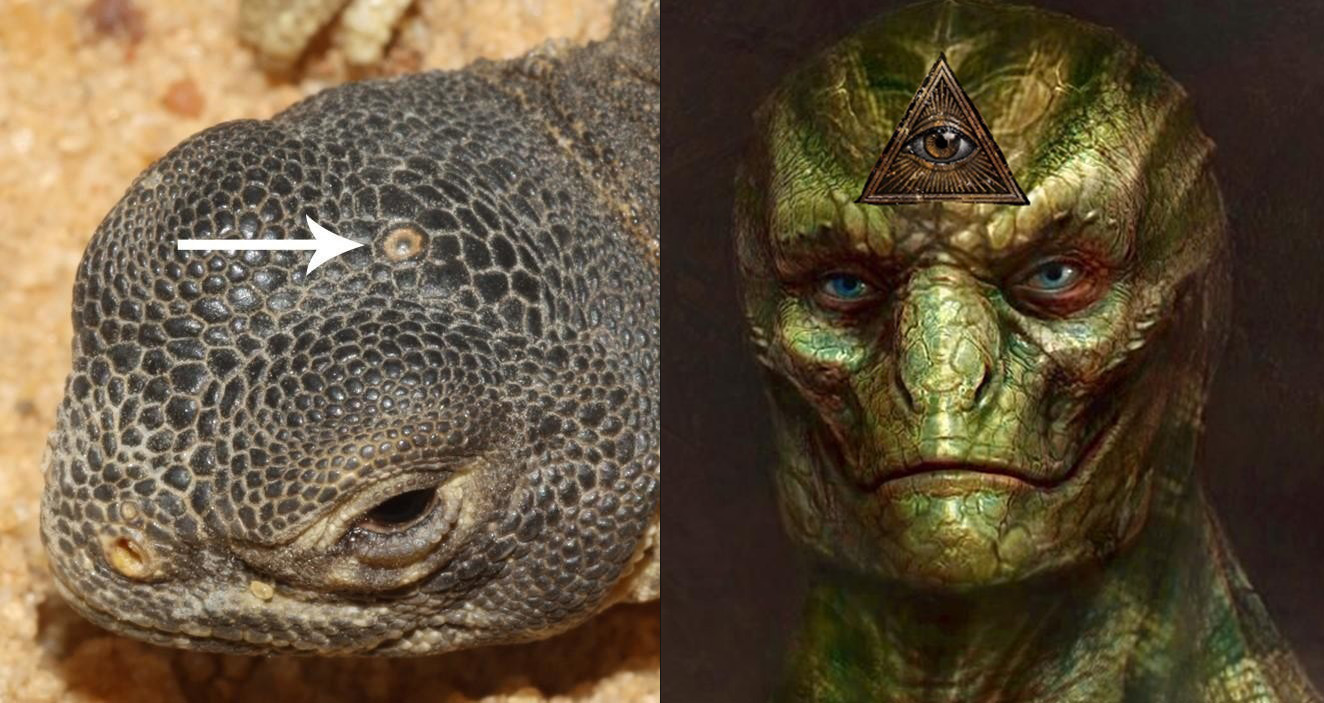 Реальный вид. Рептилоид Reptilian короткометражка.