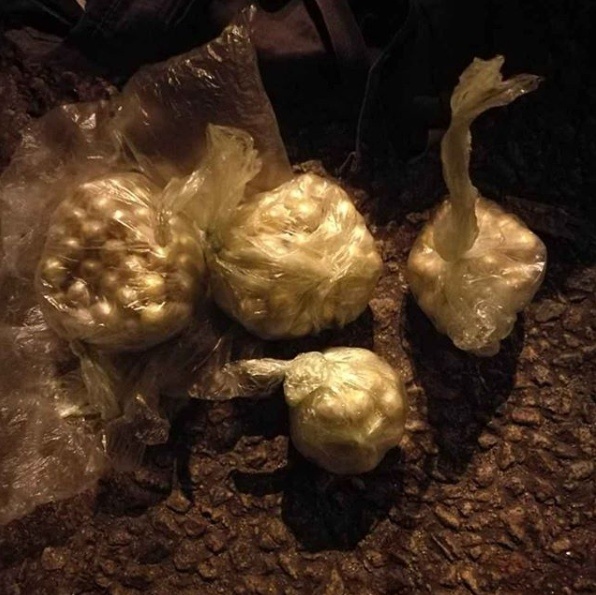 В ходе осмотра автомобиля, на котором следовали фигуранты, было обнаружено 300 свертков с веществом в виде смеси, содержащей в составе наркотические средства: ацетилкодеин, 6-моноацетилморфин, диацетилморфин (героин), общей массой более 0,5 кг, что в соответствии с постановлением Правительства Российской Федерации от 1 октября 2012 г. №1002 является крупным размером.оперативники УФСБ России по Липецкой области в селе Ленино пресекли деятельность трех граждан Узбекистана, которые, действуя в составе транснациональной преступной группы, осуществляли поставки и сбыт крупных партий наркотического средства (героин) в регионах ЦФО.
