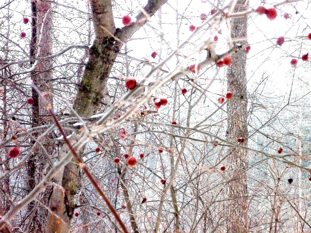 Вот так вот чист и прозрачен воздух, когда выпадает первый снег. Фото автора