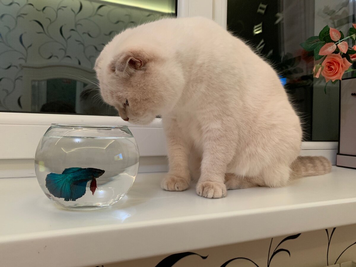 Моя любимица 