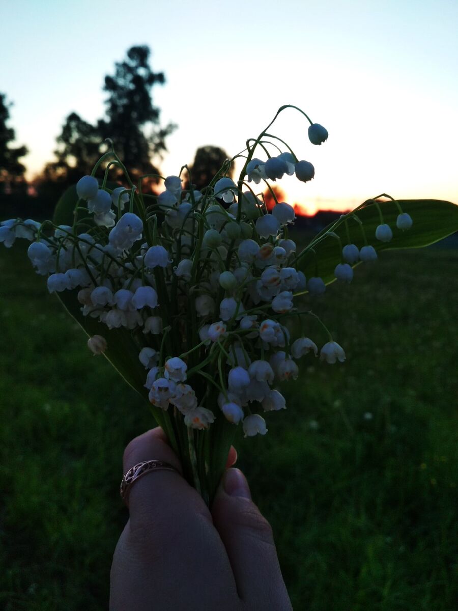 Вот такие ландыши растут у меня в саду. Фото из личного архива автора,2020