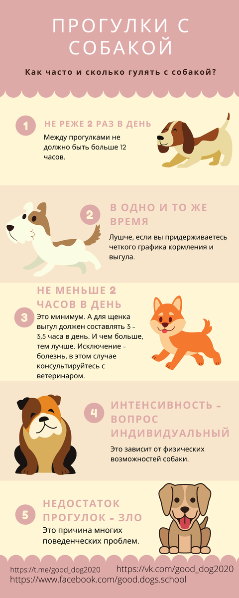 Прогулки сколько в день. Как часто гулять с собакой. Инфографика собаки. Собака как гулять инфографика. Сколько нужно выгуливать собаку.