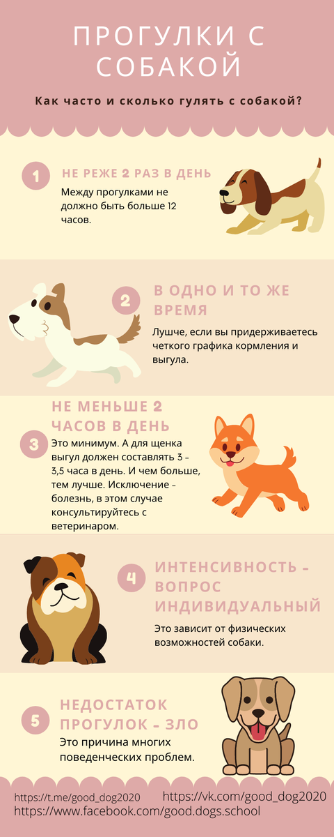 Сколько нужно выгуливать собаку. Как часто гулять с собакой. Инфографика собаки. Собака как гулять инфографика.