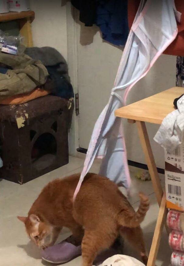 Кошка. Источник фото: https://twitter.com/Dimass35/status/1118014238549790720