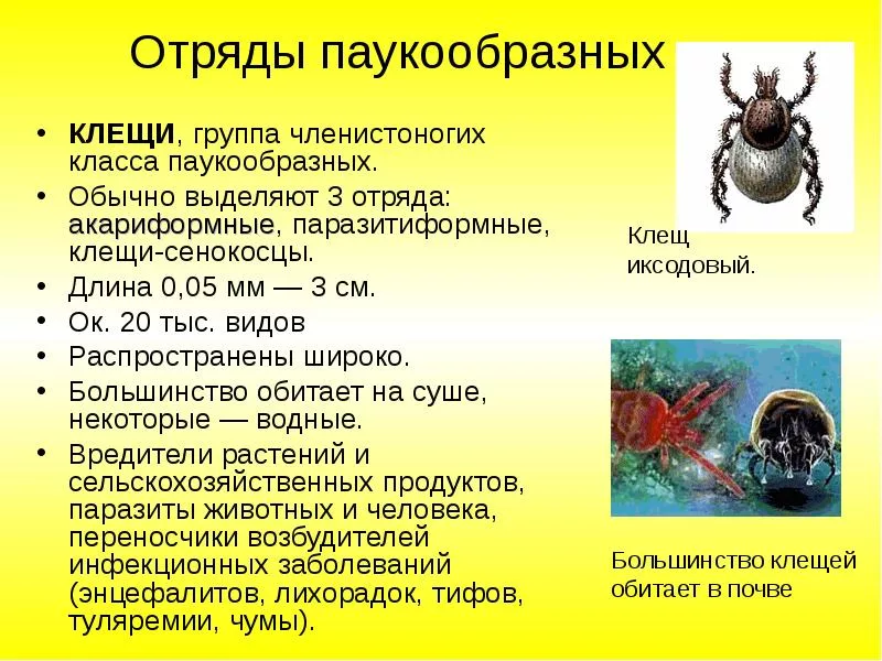 Значение пауков в природе и жизни. Тип Членистоногие класс паукообразные клещи. Биология 7 класс паукообразные клещи. Отряд паукообразных характеристики клещи. Характеристика отрядов паукообразных таблица.