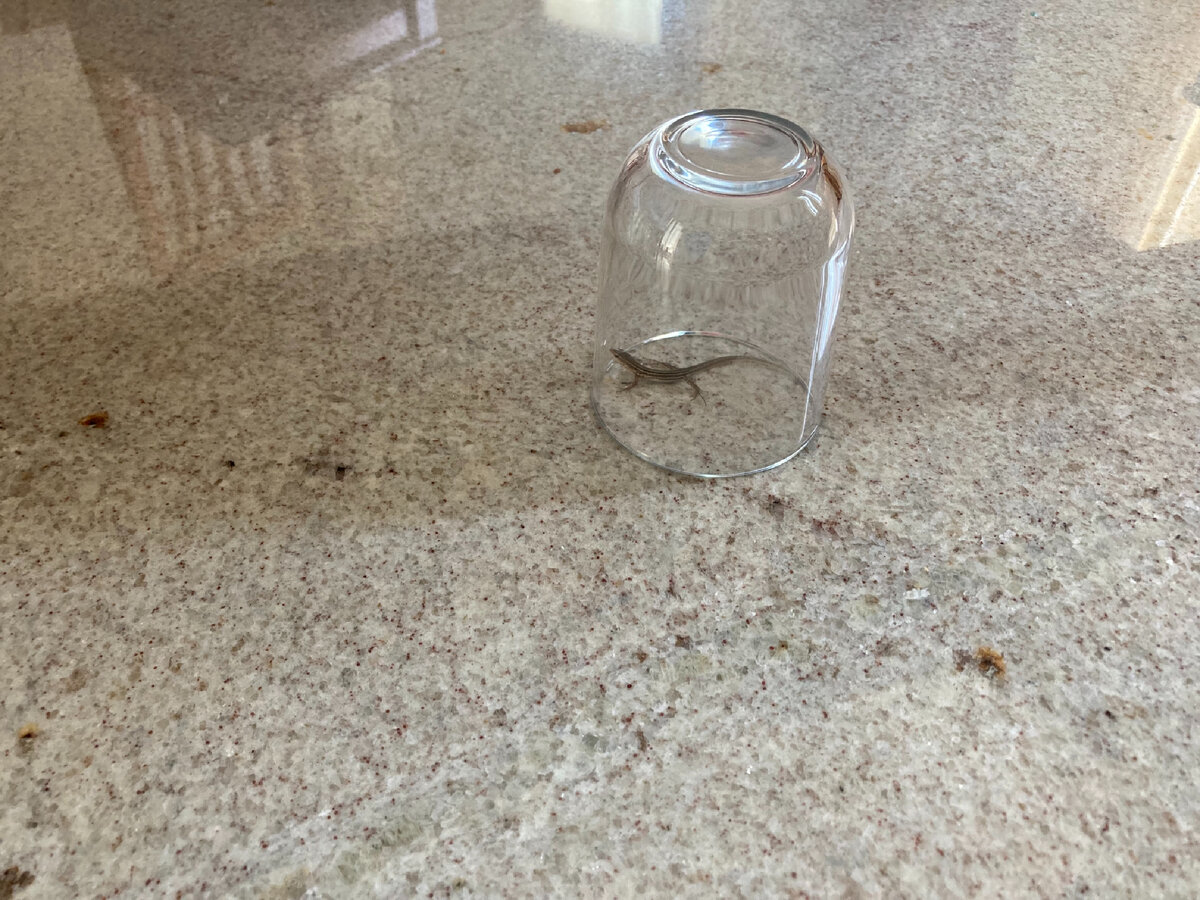 детёныша ящерки поймала дома, чтоб не наступить ненароком, и отпустила — мы тут с разнообразными ограничениями уже второй год все немножко он 😆 (фото — Piano Piano)