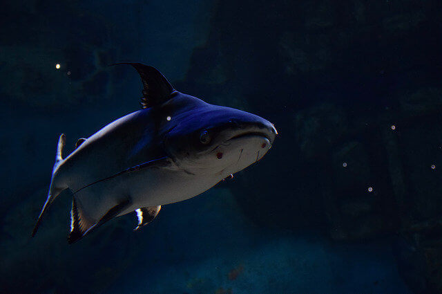 Чувак, подрубай ту самую музычку из "Челюсти".