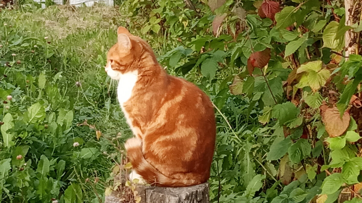 Еще в прошлом году планировала выкорчевать старый пень от дуба, но руки так и не дошли. Попробуем эту работу сделать сейчас. Соседским котам это конечно же не понравится - они любят на нем сидеть.