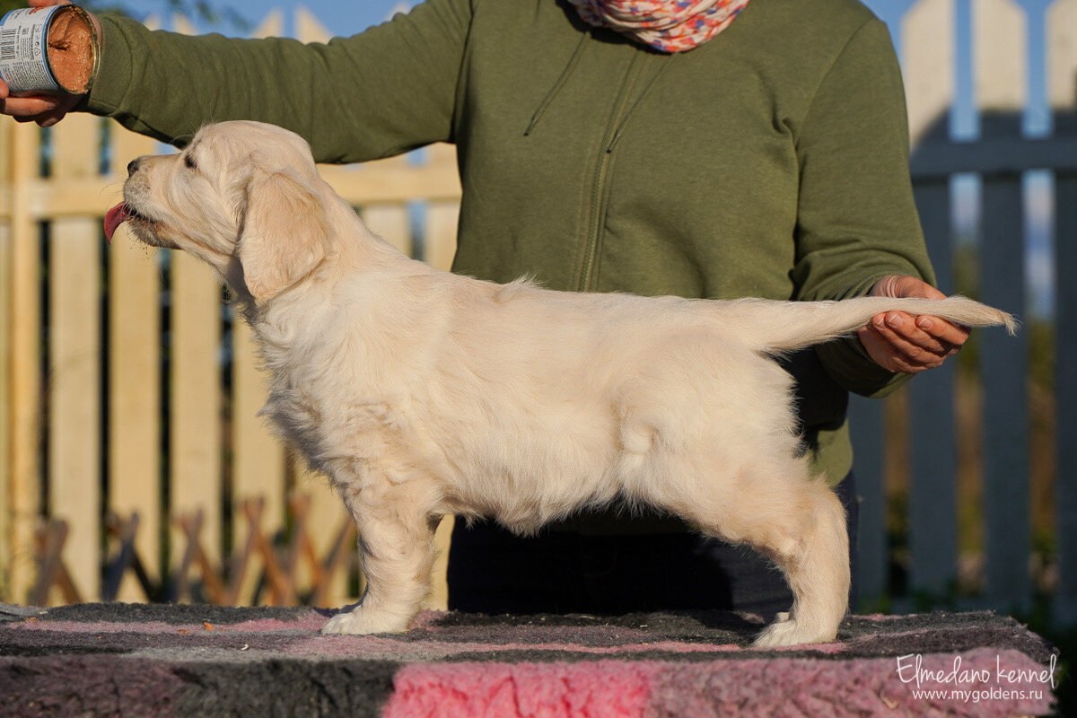 На фото наш щенок золотистого ретривера.
