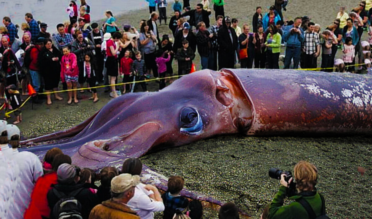 чудовища в черном море