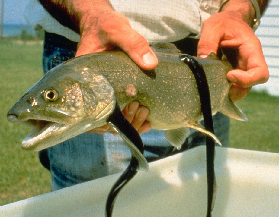 Морские миноги, присосавшиеся к форели. Фото Photo Credit: Great Lakes Fishery Commission - Transwiki approved by: w:en:User:Dmcdevit https://www.icais.org/html/news.html (&quot;Lake Trout with Sea Lamprey&quot;)