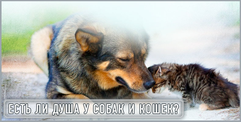 Люди, которые имеют домашних животных, очень привязываются к ним. И сами домашние питомцы отвечают теплотой и отзывчивостью своим хозяевам. Поэтому нередко возникает вопрос, что же будет с собаками и кошками, которые рядом с нами, после их смерти.