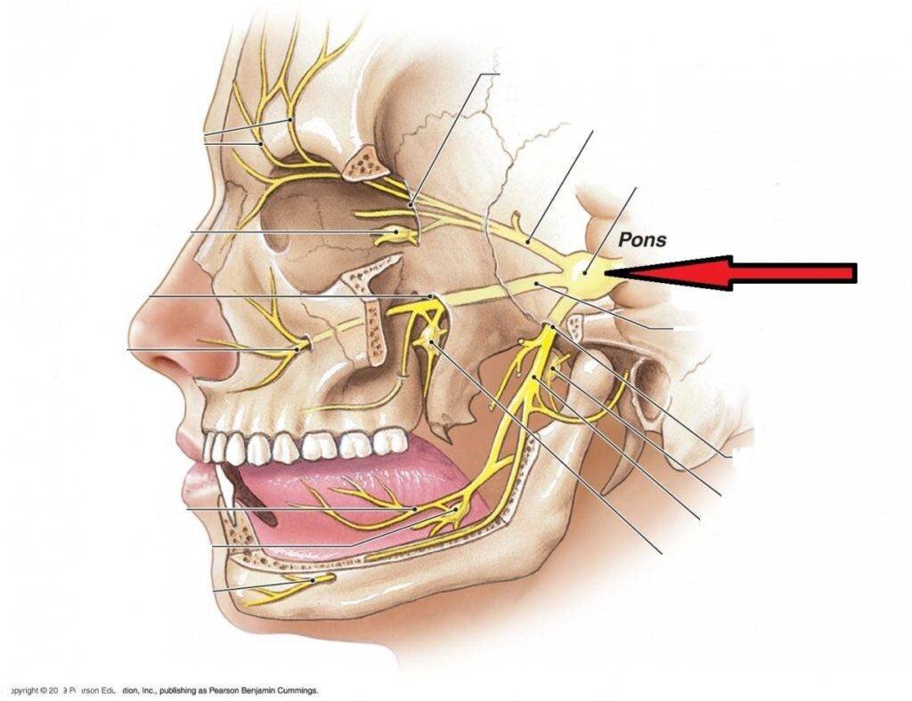 Nervus frontalis