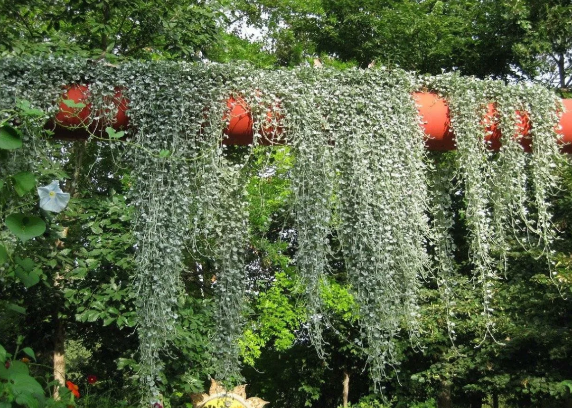 Dichondra argentea. Дихондра серебристый водопад. Дихондра ампельная изумрудный водопад. Цветок дихондра серебристый водопад. Цветы дихондра изумрудный водопад.